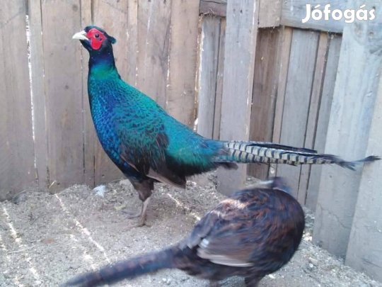 Fácán tojás, angol, izabella, pennsilvániai, hamuszürke