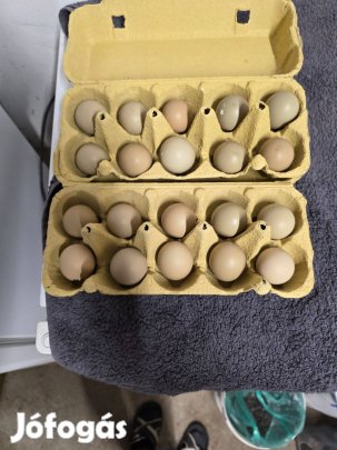 Fácán tojás eladó!
