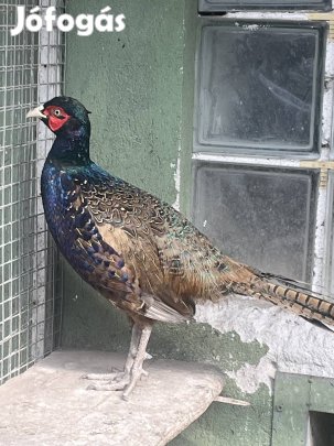 Fácánkakas fácán kakas