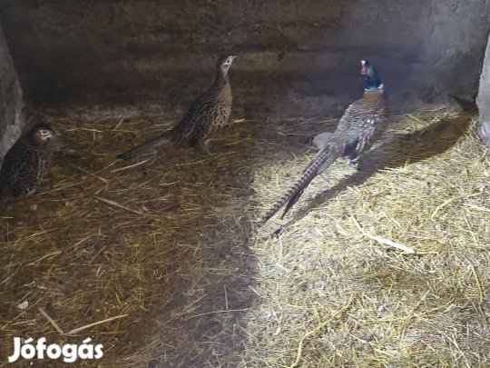 Fácántrió eladó!