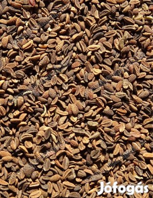 Facélia mag eladó, akár utánvétes szállítással is