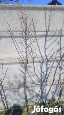 Facsemete, almafa, meggyfa, nektarin, barackfa, bodza