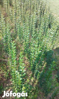 Fagyal csemete eladó