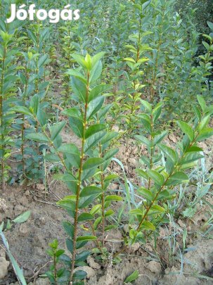 Fagyal csemete eladó