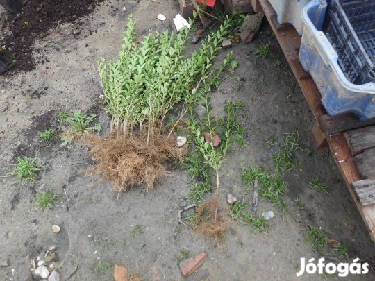 Fagyal csemete eladó