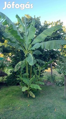 Fagytűrő banán / banántő eladó