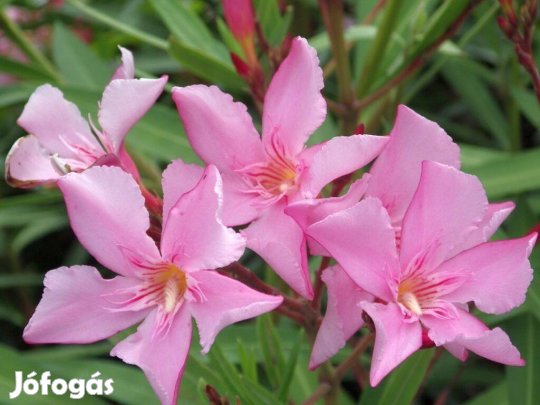 Fagytűrő kerti leander fajta eladó - élénkrózsaszín