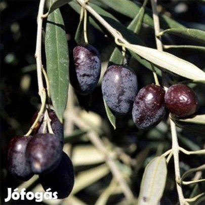 Fagytűrő kerti olajfa, olíva fajták eladók