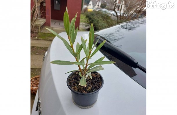 Fagytűrő leander palánták tavaszi telepítésre