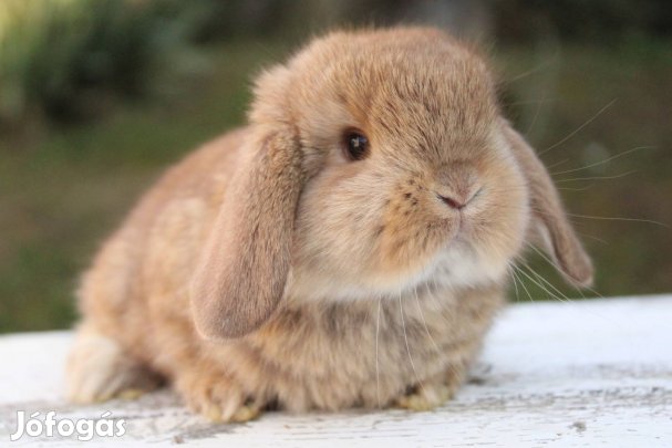 Fahéj mini kosorrú nyuszi törpenyuszi lógófülű törpenyúl