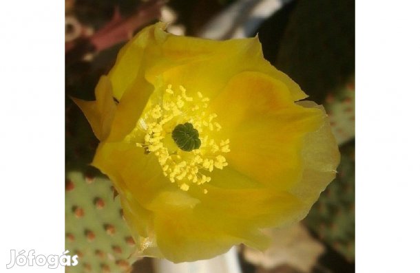 Fahéjas nyuszifül (Opuntia Microdasys subs. Rufida) kaktusz