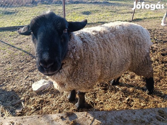 Fajta tiszta Suffolk kos eladó