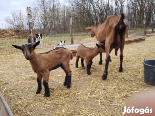 Fajtatiszta Alpesi Kescke Gidák eladók!
