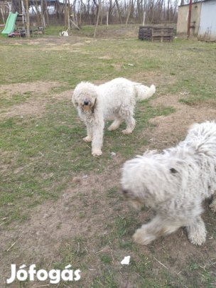 Fajtatiszta jellegű Komondor kiskutyák