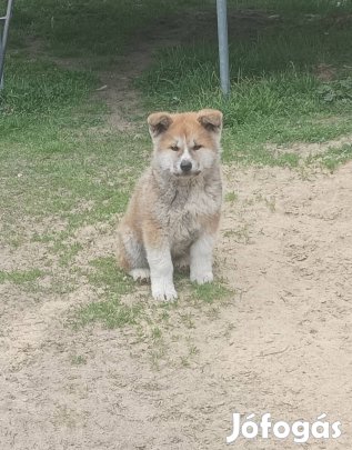 Fajtatiszta jellegű japán akita kiskutyák