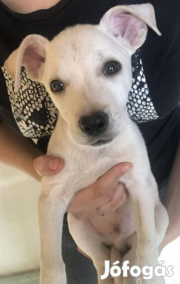 Fajtatiszta jellegű kiskutyák ingyen!