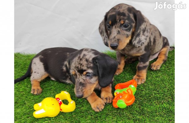 Fajtatiszta jellegű törpe,standard,kaninchen tacskó kiskutyák eladók!