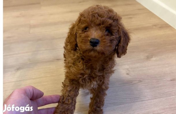 Fajtatiszta jellegű vörös színű Törpe uszkár kisfiúk