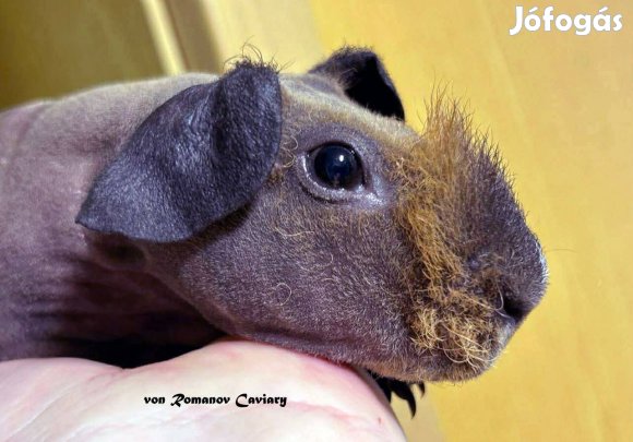 Fajtatiszta kopasz ( Skinny) Tengerimalac kisfiú Gazdit keres