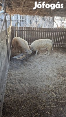 Fajtatiszta szőke mangalica hízók