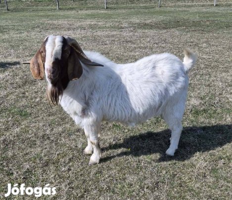 Fajtiszta 5 éves Búr bak kecske eladó!