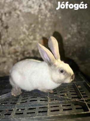 Fajtiszta Nyúl! Sürgősen!