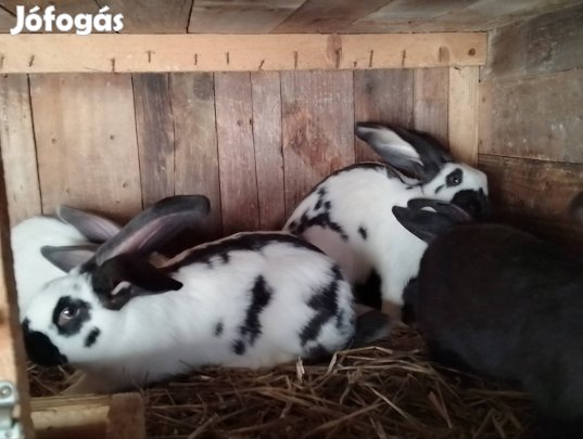 Fajtiszta lepke tarka nyúl kapható!