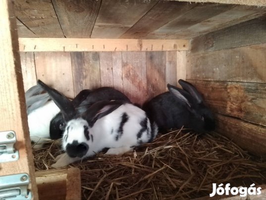 Fajtiszta német lepketarka nyúl kapható!