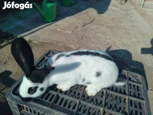 Fajtiszta nyúl kapható