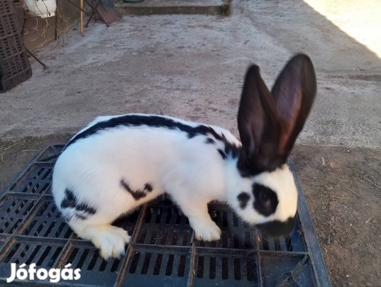 Fajtiszta nyúl kapható!