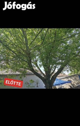 Fakivágás - Gyümölcsfa metszés - Koronaalakítás