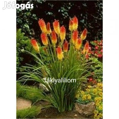 Fáklya liliom