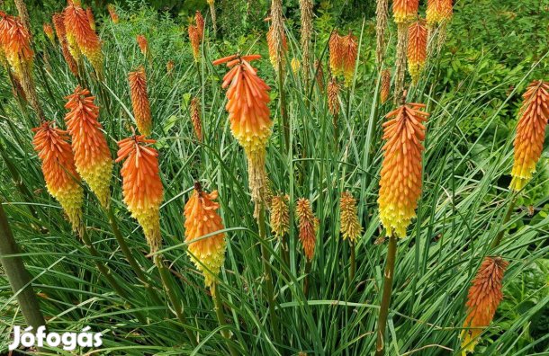 Fáklyaliliom fürtös Kniphofia uvaria