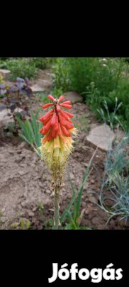 Fáklyaliliom szabadgyökeresen kis méretű