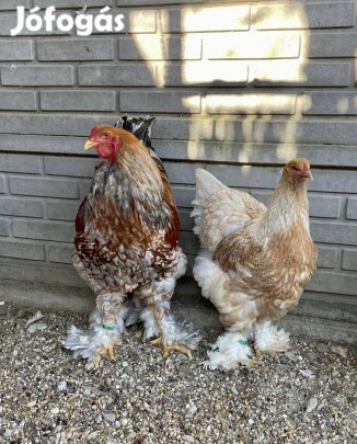 Fakó fogoly brahma tojás eladó
