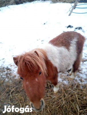Falabella póni ló