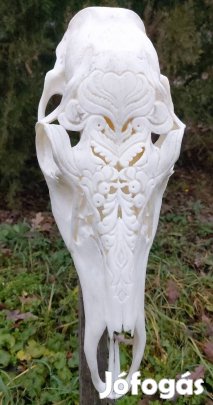 Faragott szarvas koponya