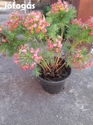 Farkas kutyatej csemeték.