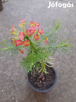 Farkas kutyatej csemeték.