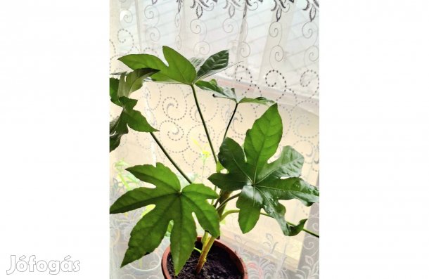 Fatsia Japonica, Japán arália