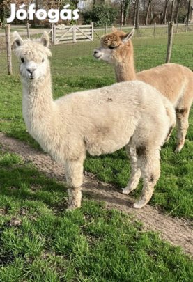 Fedeztetett alpaka kanca új helyet keres!