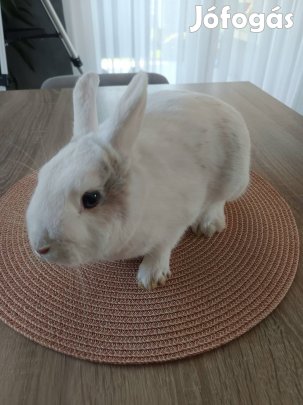 Fehér Holland törpe kék szemű nyuszi szerető gazdit keres!