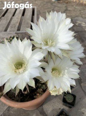 Fehér Kaktusz eladó