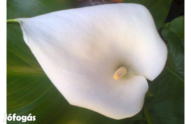 Fehér Kála (Zantedeschia) rizómák