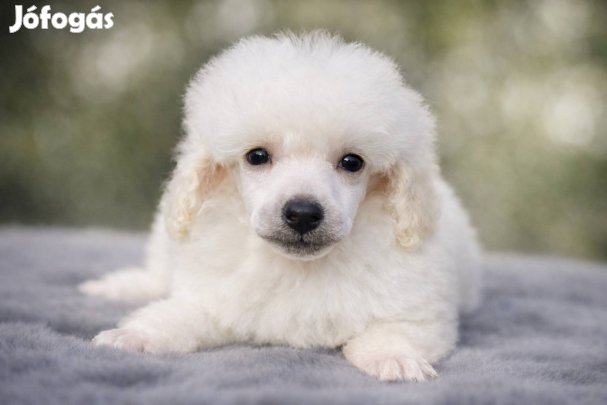 Fehér Uszkár kisfiú