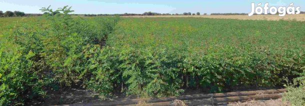 Fehér akác csemete