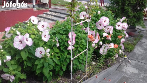 Fehér belül rózsaszín virágú mocsári hibiszkusz magok 20db