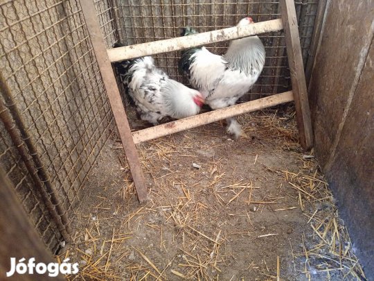 Fehér brachma pár eladó
