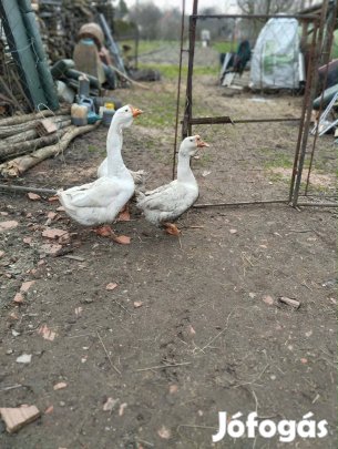 Fehér bütykös liba