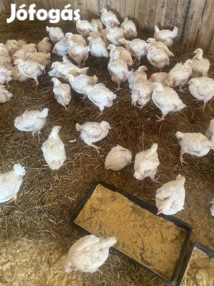 Fehér csirke